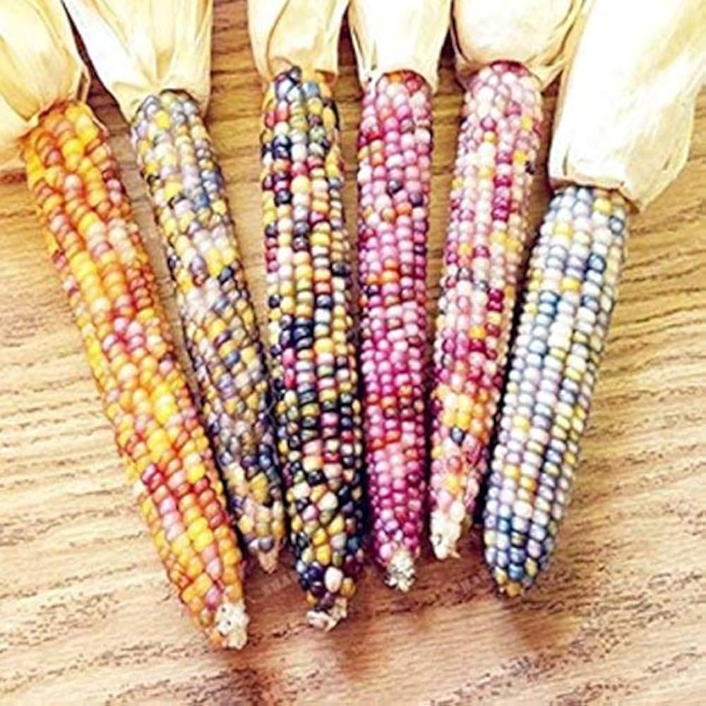 Rainbow Corn seeds yielding colorful, glass gem-like kernels in a variety of hues, perfect for ornamental use and novelty gardening